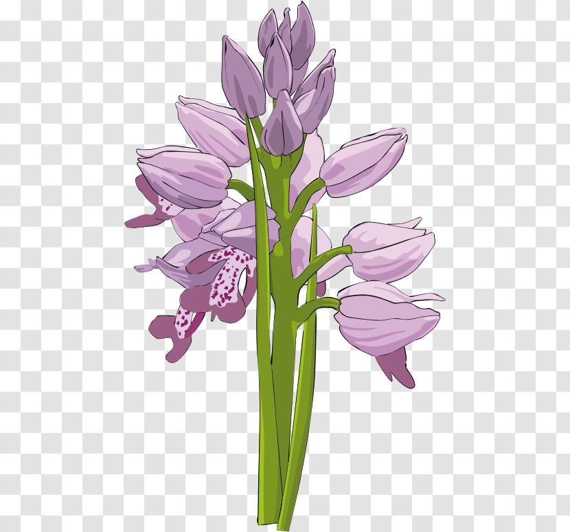 Orchids Flower Favicon Clip Art - Free Content - Orchid Cliparts Transparent PNG