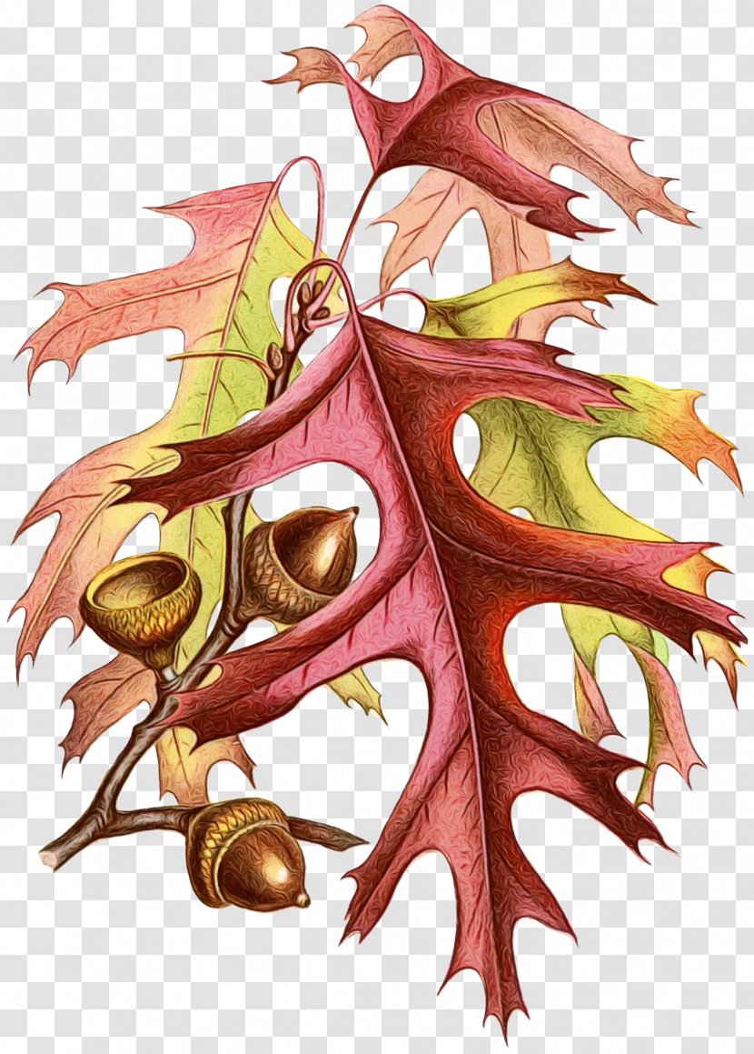 Oak Tree Drawing - Autumn Leaf Color - Plane Plant Transparent PNG