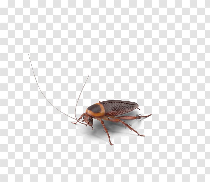 Cockroach Image Insect Photograph - Display Resolution Transparent PNG