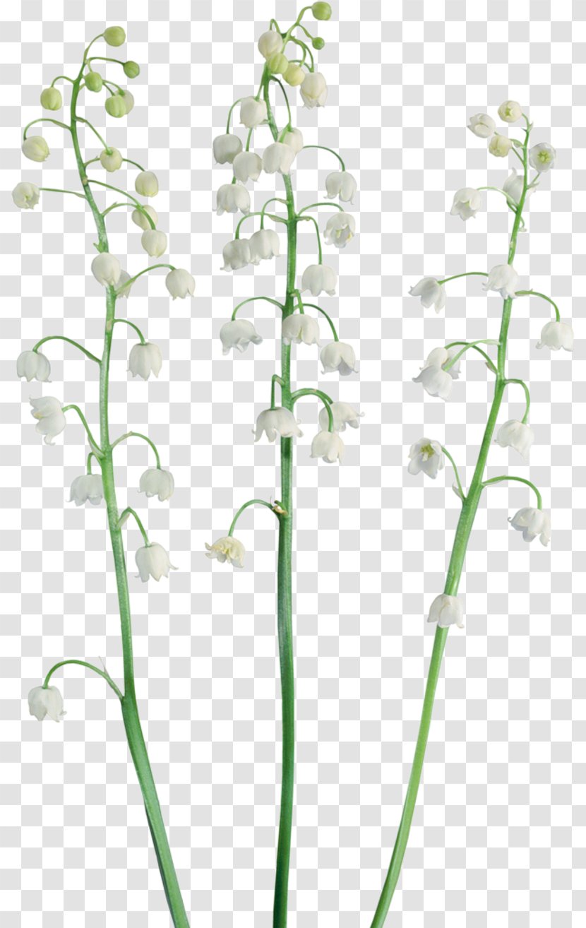 Lily Of The Valley Raster Graphics Clip Art - Cut Flowers Transparent PNG