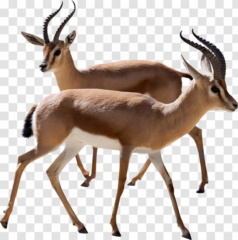 Dorcas Gazelle Antelope Thomson's Stock Photography - Animal Figure Transparent PNG
