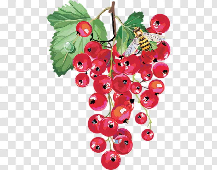 Redcurrant Berry Fruit - Bilberry - Blackcurrant Transparent PNG