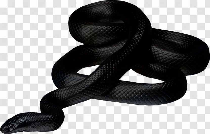 Texas Rat Snake Clip Art - Mamba - Black Image Picture Download Free Transparent PNG