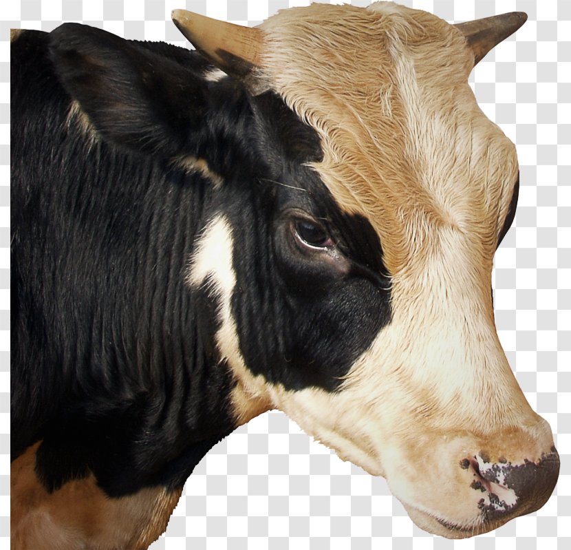 Bovine Bull Head Horn Livestock - Dairy Calf Transparent PNG