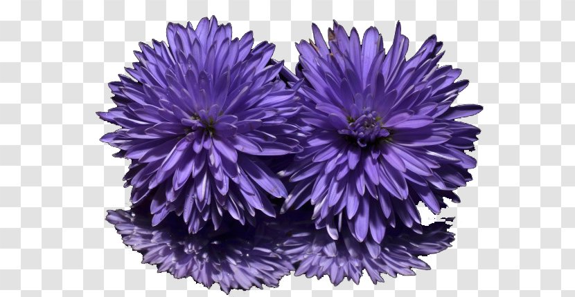 New York Aster Purple Sweet Violet Flower - Chrysanths Transparent PNG
