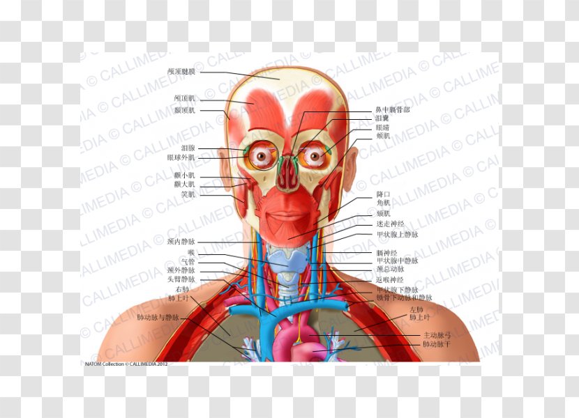 Anatomy Human Body Recurrent Laryngeal Nerve Head Neck - Tree - And Transparent PNG