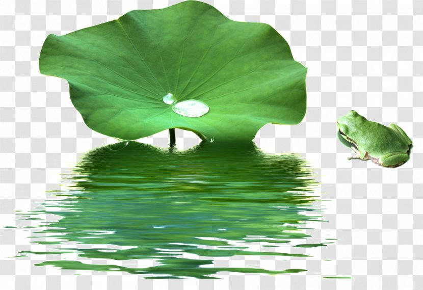 Nelumbo Nucifera Lotus Effect Leaf Aquatic Plants Goji - Water Transparent PNG