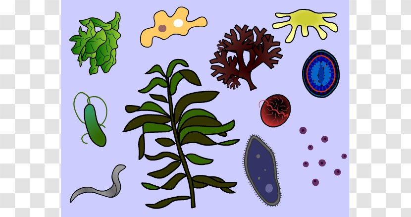 Protozoa Protist Amoeba Clip Art - Dirty Pool Cliparts Transparent PNG