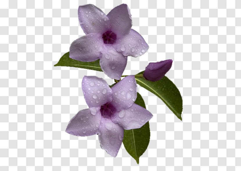 Flower Petal Ve - Purple Transparent PNG