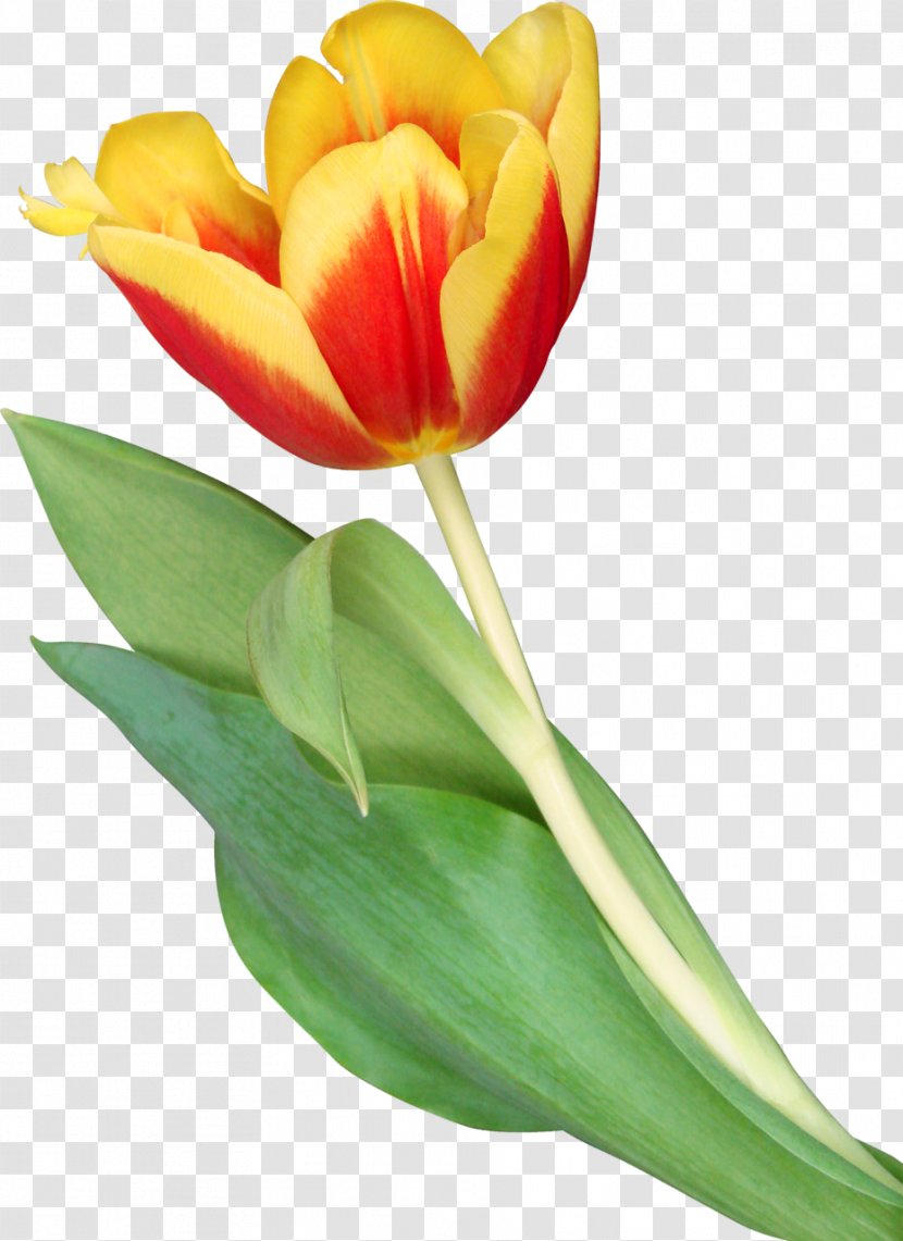 Clip Art Indira Gandhi Memorial Tulip Garden Image - Plant - Spring Flowers Clipart Tulips Transparent PNG