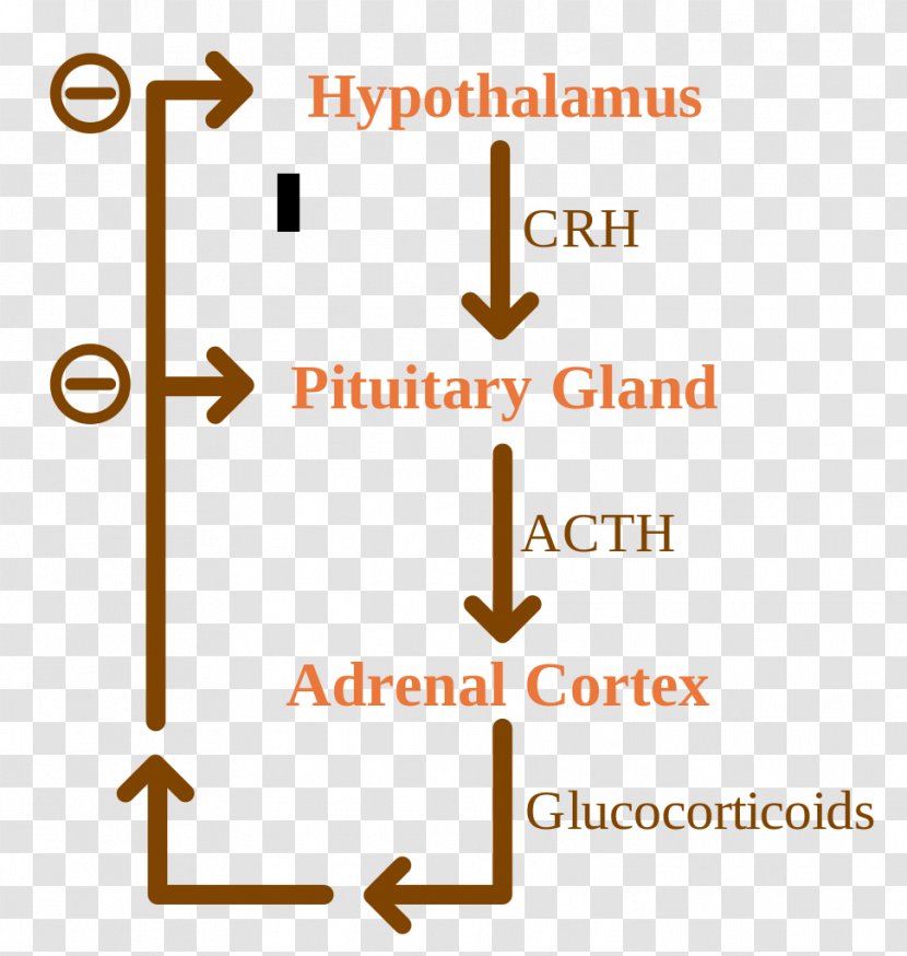 Negative Feedback Adrenocorticotropic Hormone Adrenal Gland Glucocorticoid - Corticotropinreleasing Transparent PNG