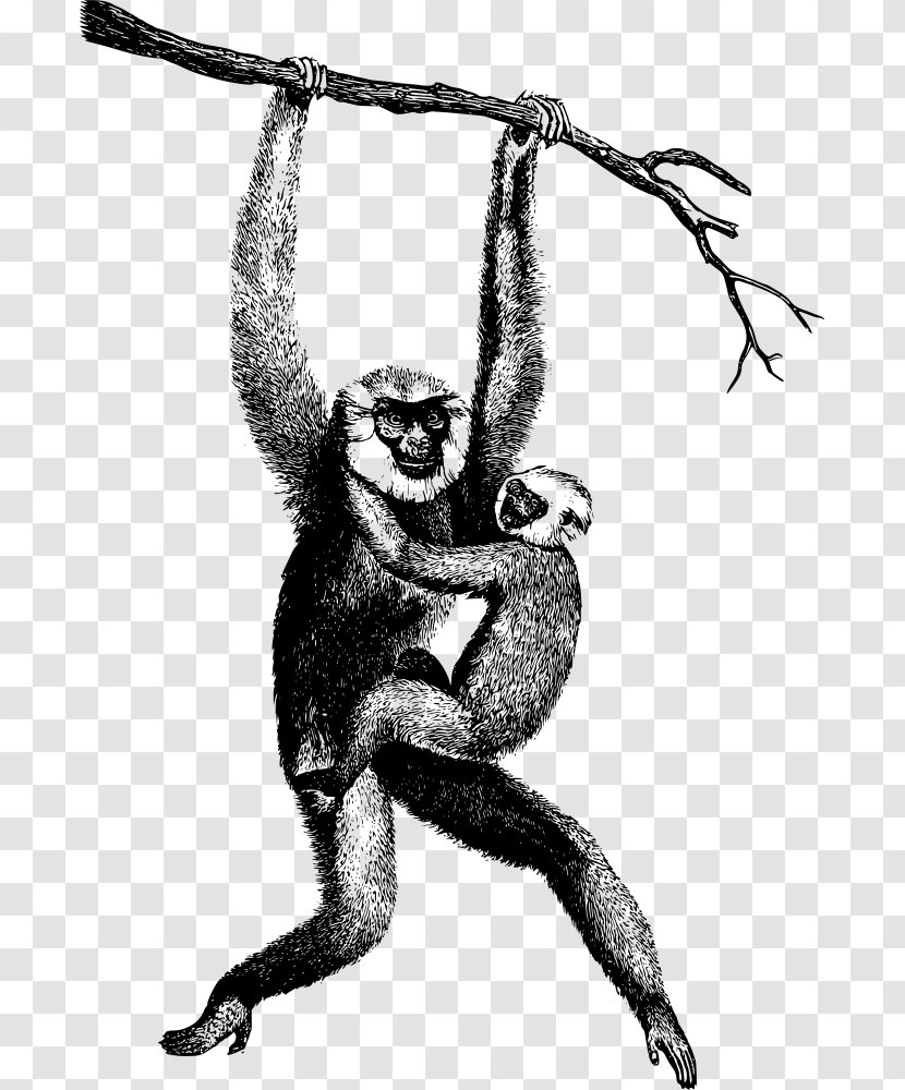 Homo Sapiens Primate Chimpanzee Lar Gibbon - Human Behavior - Monkey Transparent PNG