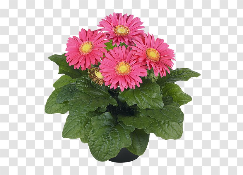 Transvaal Daisy Flowerpot Chrysanthemum Houseplant - Flowering Plant Transparent PNG