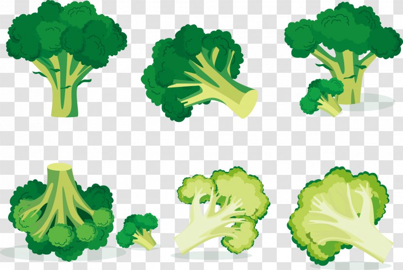 Broccoli Euclidean Vector Vegetable - Plant Stem - Cauliflower Transparent PNG