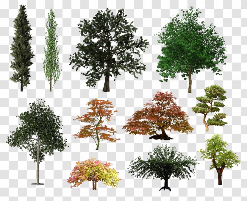 Tree Shrub Desktop Wallpaper Clip Art - Evergreen - Plan Transparent PNG