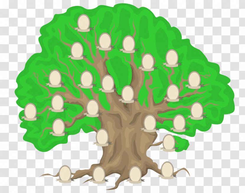 Paper Genealogy Family Tree History - Green - Cartoon Transparent PNG