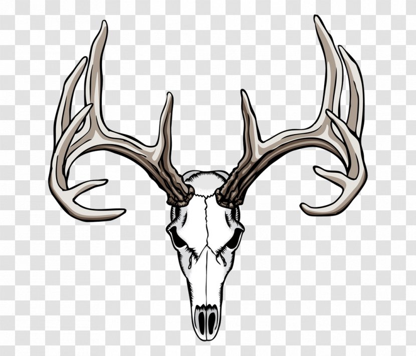 White-tailed Deer Elk Antler Clip Art - Blacktailed Transparent PNG