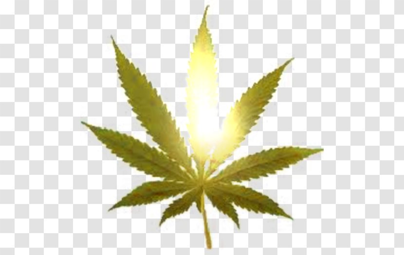 Cannabis Legalization Smoking Marijuana 420 Day - Hemp Family Transparent PNG