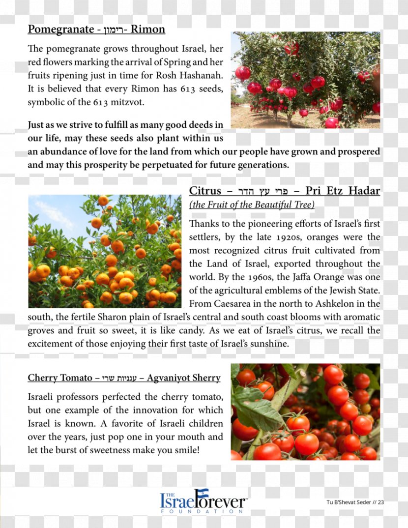 Superfood Tree Pomegranate Fruit - Food Transparent PNG