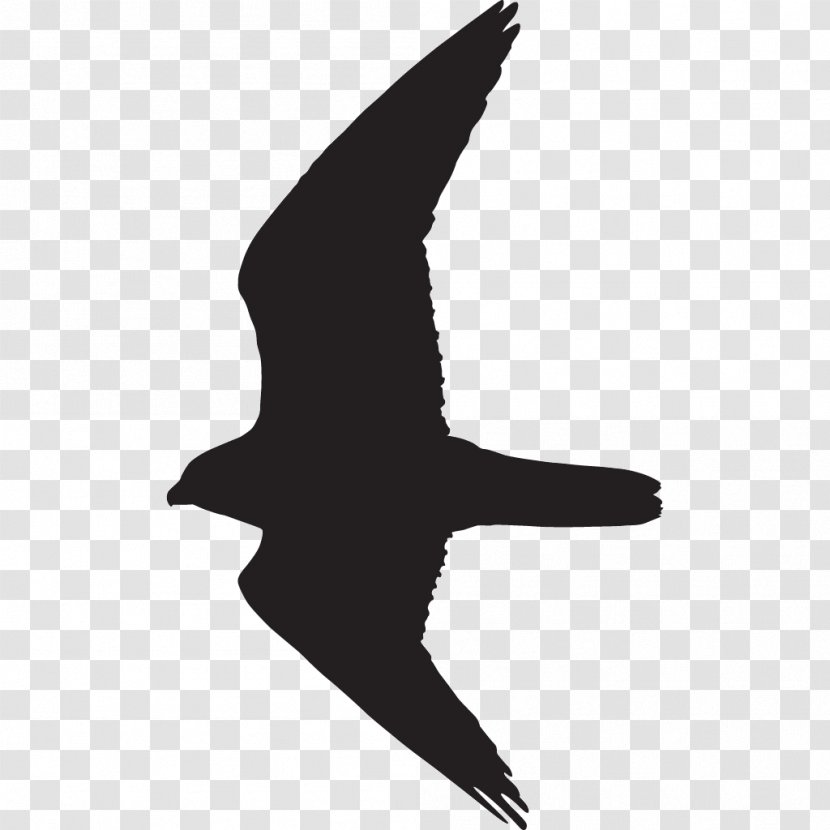 Bird Silhouette Prairie Falcon Transparent PNG