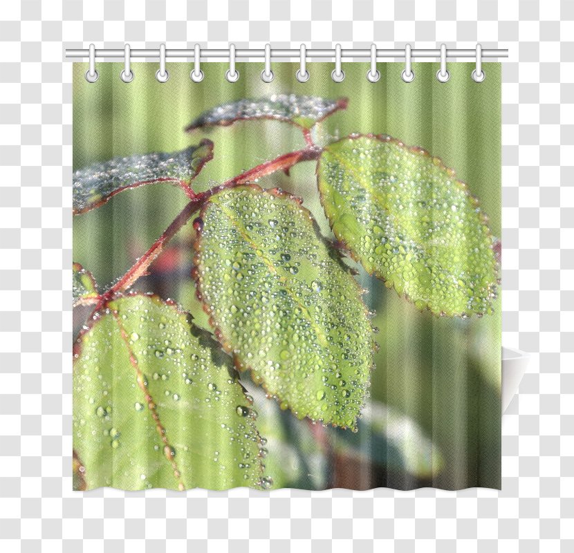 Plant Pathology Branching - GREEN CURTAIN Transparent PNG