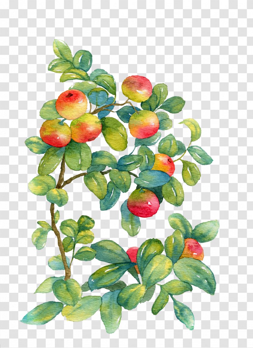 Watercolor Painting Watercolor: Flowers - Pixel - Not Ripe Apple Picture Material Transparent PNG