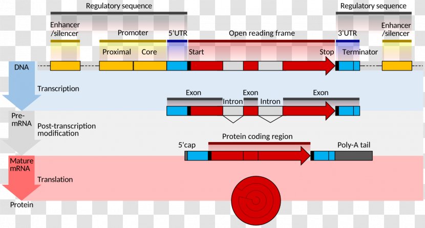 Gene Structure Messenger RNA Eukaryote Coding Region - Enhancer - Polyadenylation Transparent PNG