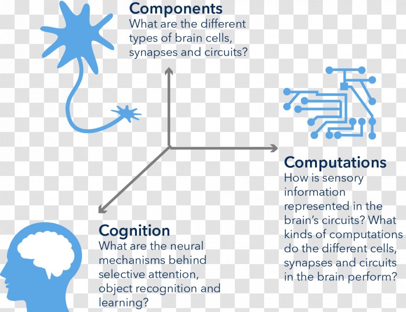 Allen Institute For Brain Science Technology Research Cognitive - Nervous System Transparent PNG