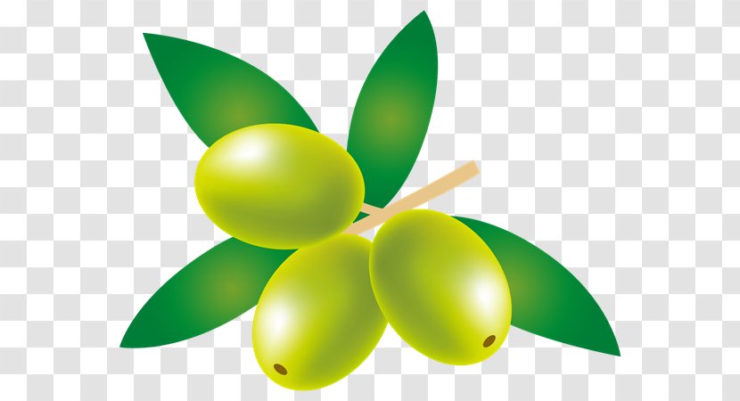 Green Olive Leaf Fruit Plant - Wheel Logo Transparent PNG