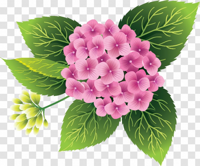 Flower Bouquet Hydrangea Clip Art - Hydrangeaceae Transparent PNG