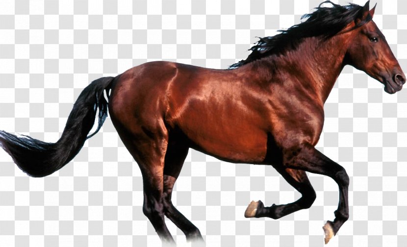 Stallion Mustang Chilean Horse Hucul Pony Arabian - Born To Die Transparent PNG
