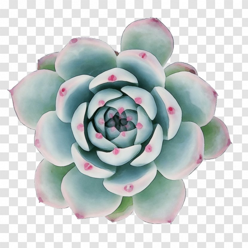 Flower Echeveria Plant White Mexican Rose Stonecrop Family - Agave Succulent Transparent PNG