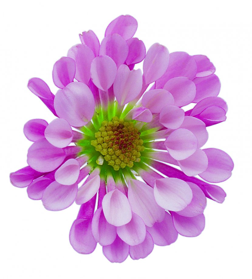 Flower Image Resolution Desktop Wallpaper - Flowering Plant - Free Images Download Transparent PNG