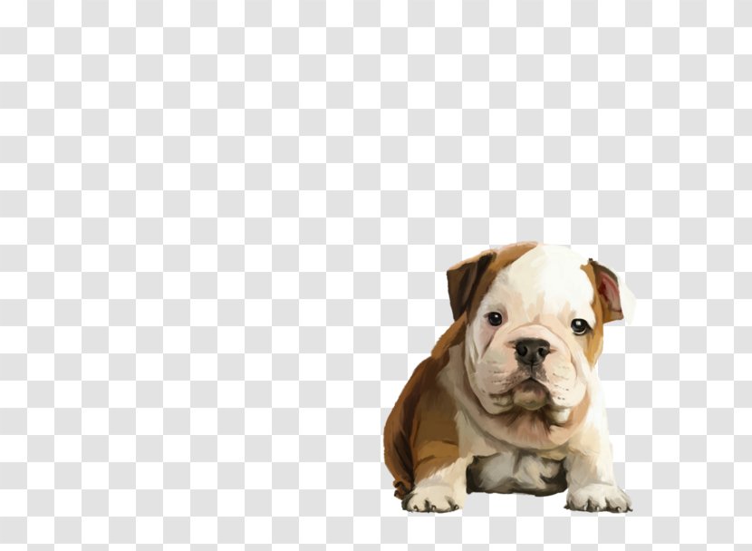 Valley Bulldog Old English Toy Olde Bulldogge Puppy - Cat Transparent PNG