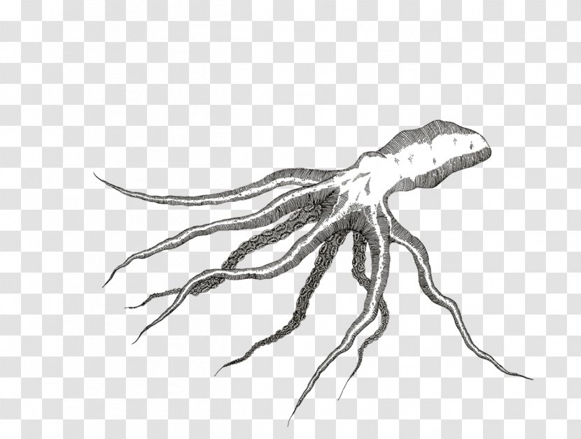 Scorpion Sketch Invertebrate Drawing High-definition Television - Joint - Octapus Transparent PNG