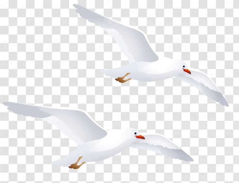 Water Bird European Herring Gull Gulls Goose - Seagull Transparent PNG