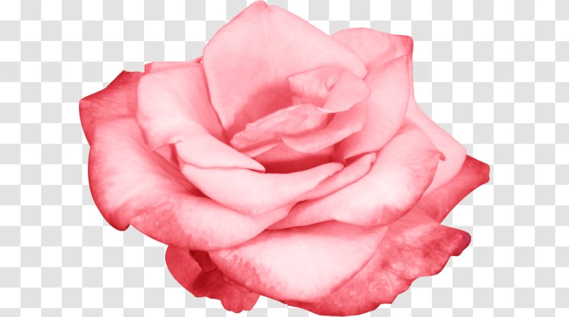 Flower - Editing - Design Transparent PNG