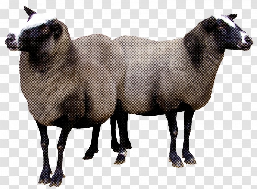 Sheep Livestock Cow-goat Family Wildlife - Animal Figure Transparent PNG