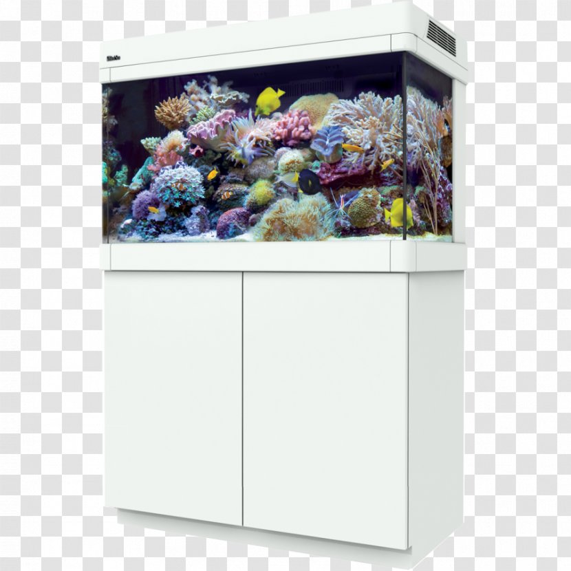 Red Sea Reef Aquarium Coral Transparent PNG