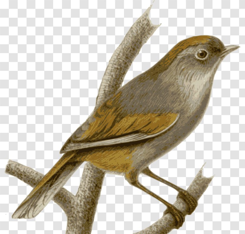 Sparrow Bird Spectacled Fulvetta Old World Babbler - Organism - Peru Cliparts Transparent PNG