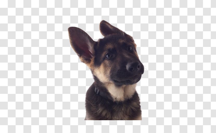 Old German Shepherd Dog King East-European Rough Collie - Breed Group - Baby Transparent PNG