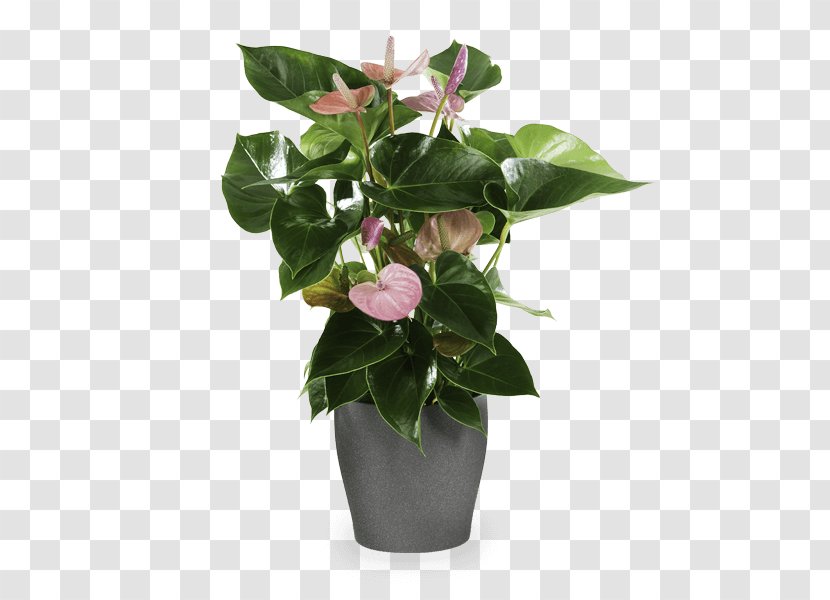 Flower Laceleaf Ornamental Plant Birthday Transparent PNG