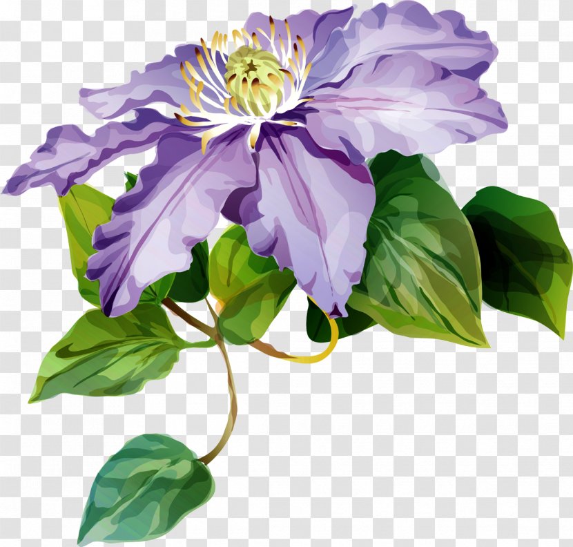 Leather Flower Cut Flowers Purple Petal - Clematis Transparent PNG
