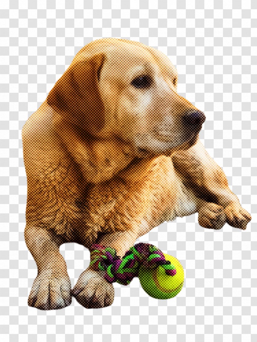 Dog Golden Retriever Ball Toy - Sporting Group Transparent PNG