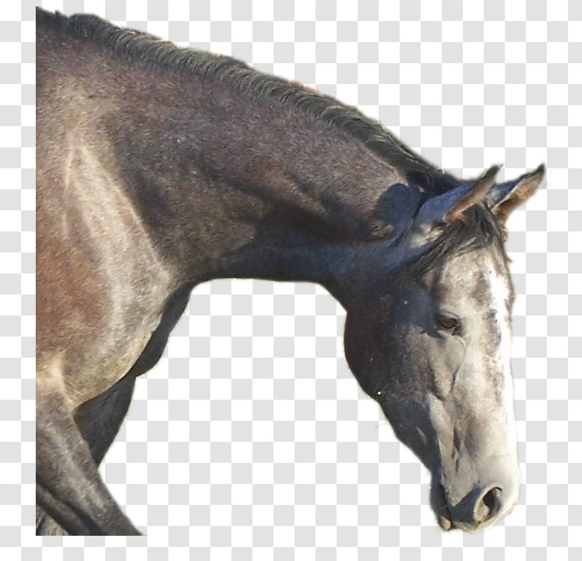 Mane Stallion Foal Mare Colt - Neck - Quarter Horse Transparent PNG