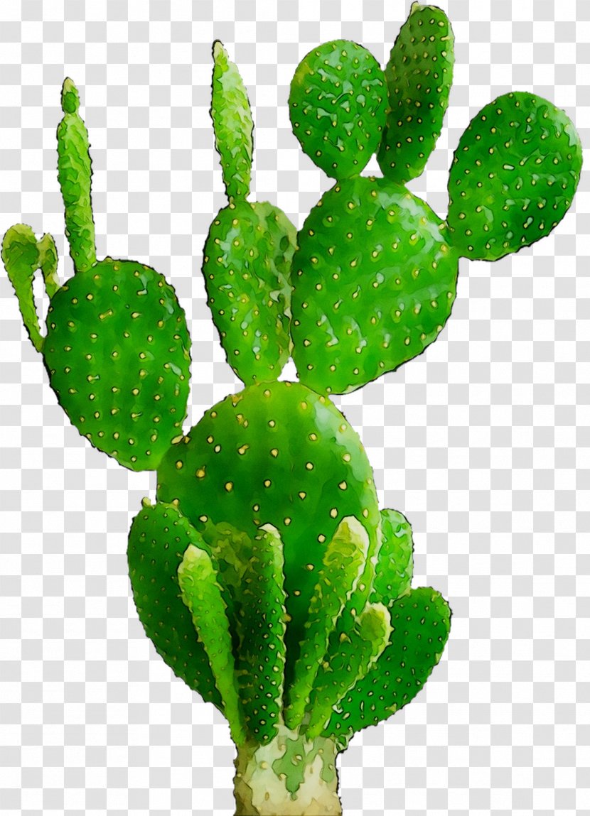 Barbary Fig Eastern Prickly Pear Nopal Plant Stem Biome - Caryophyllales Transparent PNG