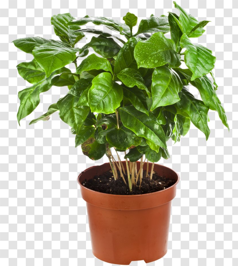 Arabica Coffee Houseplant Tree Flowerpot - Dracaena Fragrans - Plant Transparent PNG