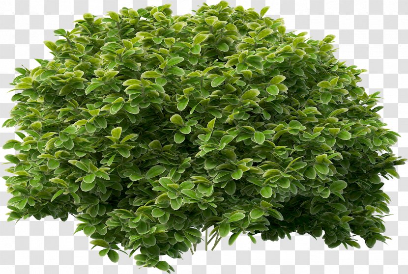 Green Plant Leaf Grass Tree - Shrub - Groundcover Hedge Transparent PNG