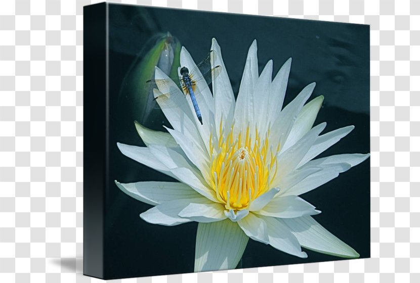 Gallery Wrap Petal Aquatic Plants Flower - Flora - Water Lilies Transparent PNG