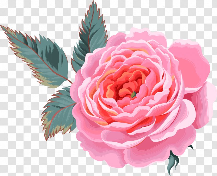 Flower Decoration Picture - Rose Family - Rosa Centifolia Transparent PNG